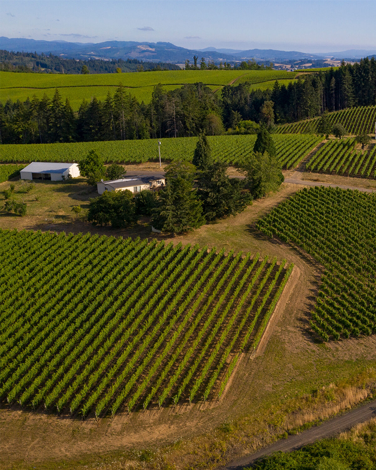 Bramble Hill Vineyard